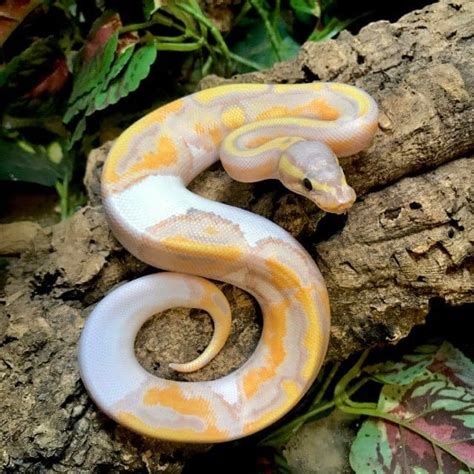 Image result for Ball Python for Sale