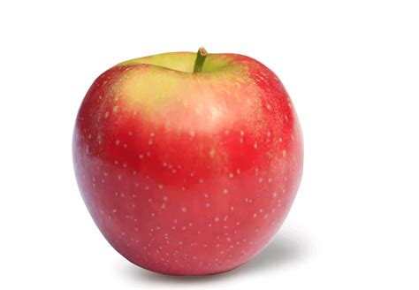 Image result for Apple System.Data