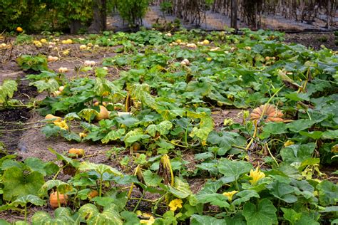 Butternut Squash Plant