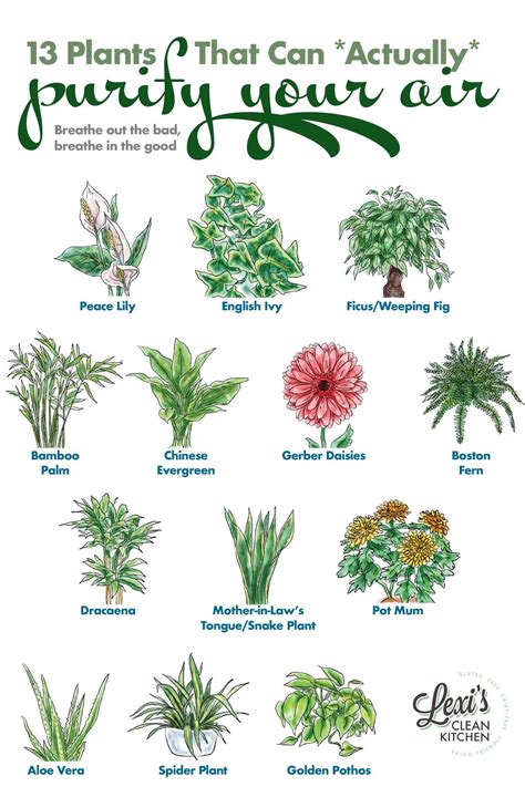 Air quality plants – Artofit