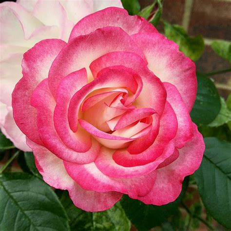 Indian_Summer_Gifs | Indian summer, Flowers, Rose