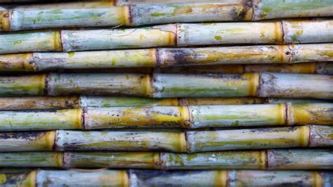 Sugar production | Alfa Laval