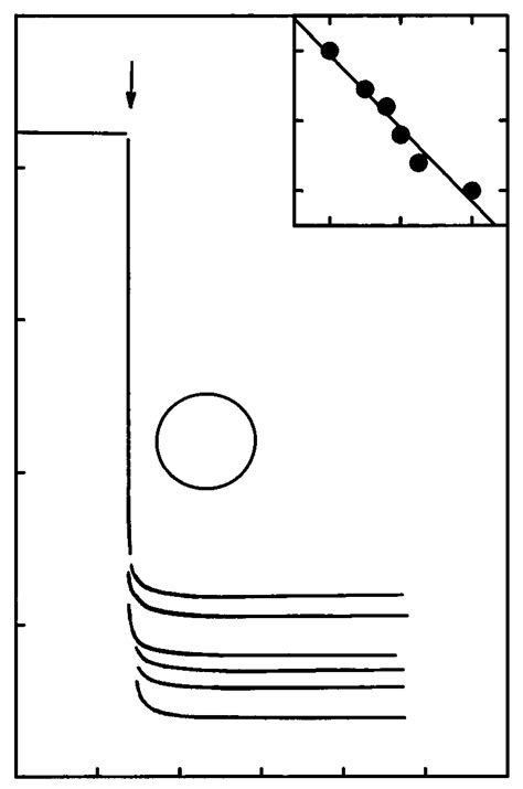 Image result for Negative Membrane Potential