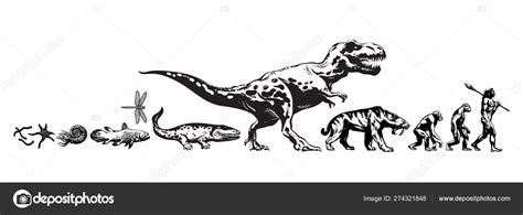 Animal Evolution Timeline