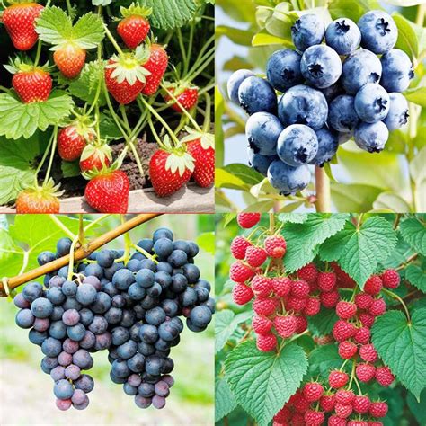 Fresh Berry Seeds Individually Labeled - 4 Types Including 800 ...