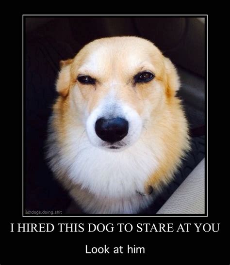 I Have Hired X to Stare at You: Image Gallery | Know Your Meme