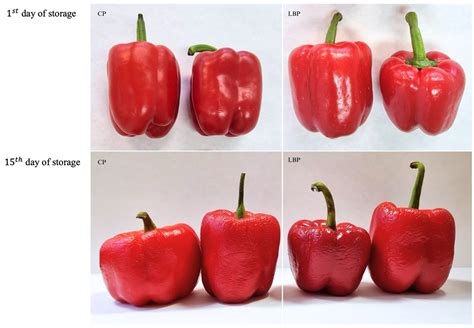 Kombucha as a Solvent for Chitosan Coatings: A New Strategy to Extend ...