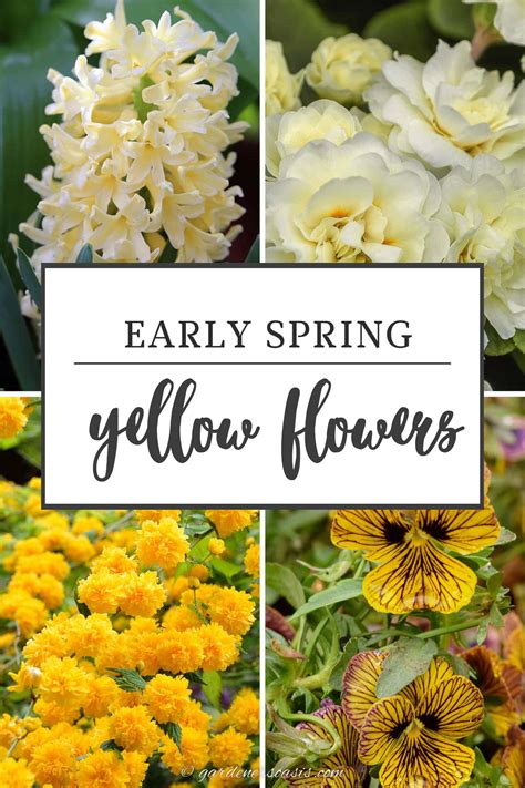 Names Of Yellow Spring Flowers Types Of Yellow Flowers | Petal Talk