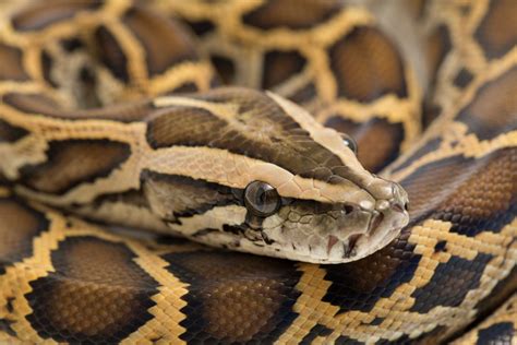 Image result for Discovery Burmese Python