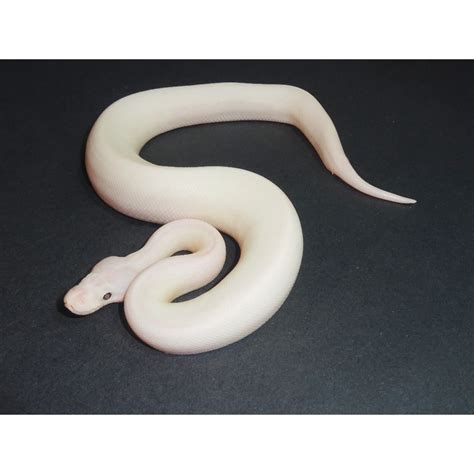 Image result for White Wedding Ball Python
