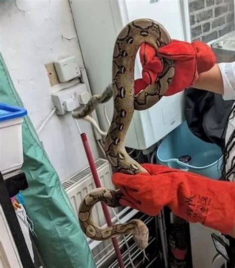 Giant Pet Python 的图像结果