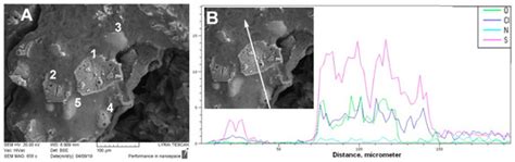 Ammonio Methacrylate Copolymer (Type B)-Diltiazem Interactions in Solid ...