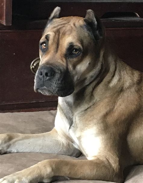 Alano Espanol Puppies