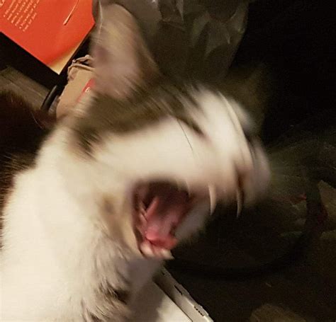 Screaming Cat Meme