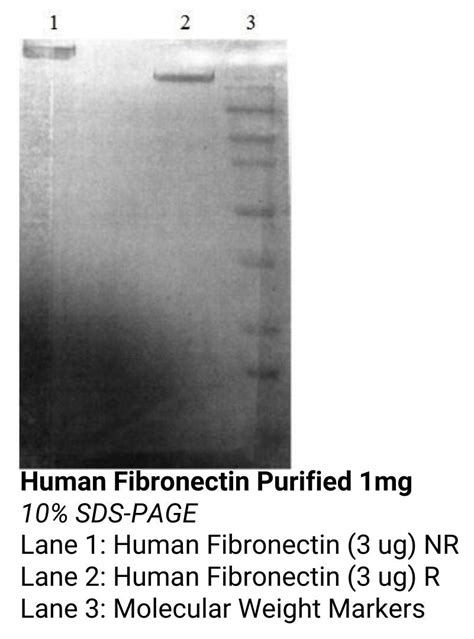 Image result for Fibronectin Medication