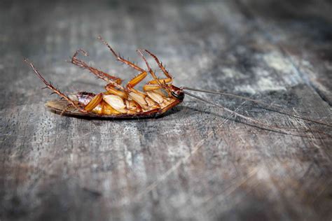 Yes, Bleach Kills Roaches, But Not as Effectively as These 5 Other Methods