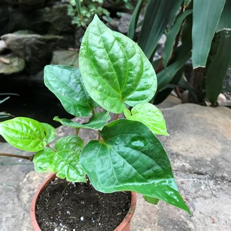 Betel Leaf Vine Paan Plant | myBageecha