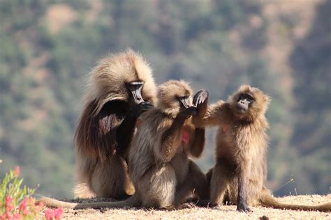 Image result for Baboon Communication