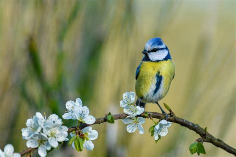 Oiseaux rares, Oiseaux bizarres | Exposant – Montier Photo Festival - Les Oiseaux Rares