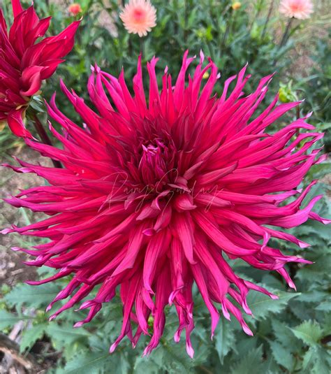 Taum Sauk – RainySunday