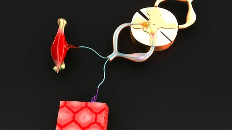 Image result for Reflex Action Model