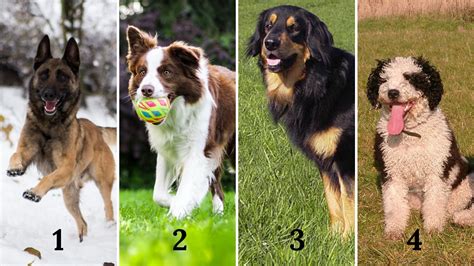 Smartest Dogs Breeds Pitted Against Each Other at Eileen Towner blog