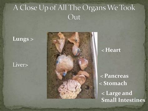 Image result for Fetal Pig Dissection Lab