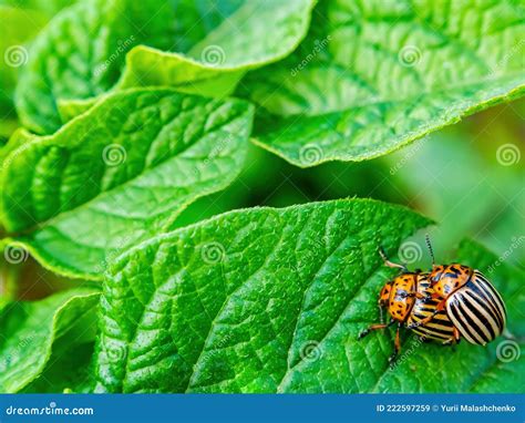 Mating Season of the Colorado Potato Beetle on Potatoes. Stock Image - Image of crop, protection ...