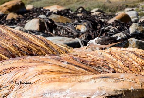 Nature Undefined Edge 的图像结果