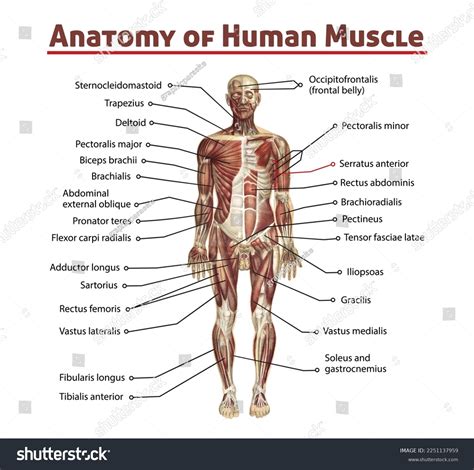 Esquema Del Sistema Muscular Para