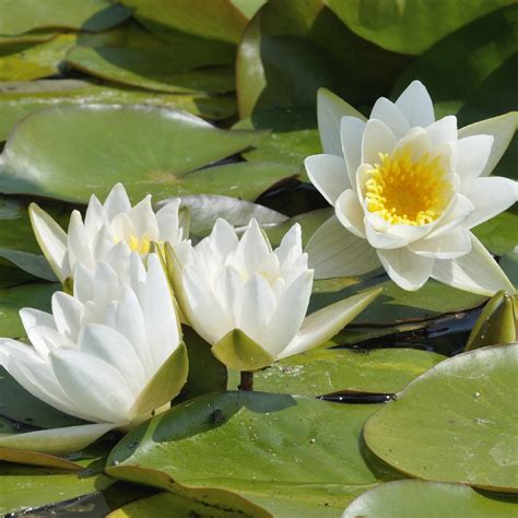 White Water Lily Bouquet
