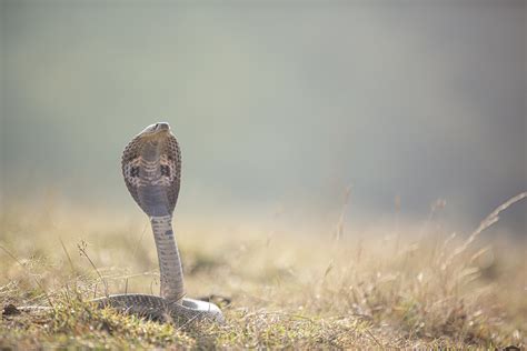 Cobra's Neurotoxic Venom | Details - Types, Effects, and Pharmacology