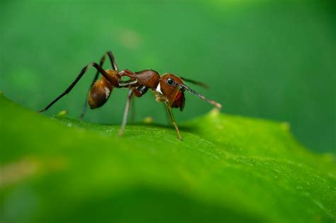 How To Keep Ants Away Once And For All