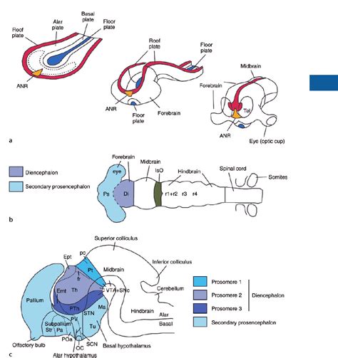 Image result for Forebrain Evolution