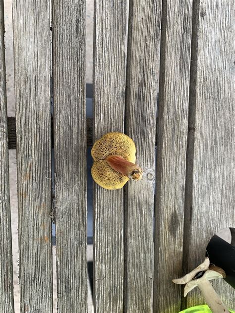 What is this mushroom in my yard? Is it dangerous? : r/Fungi