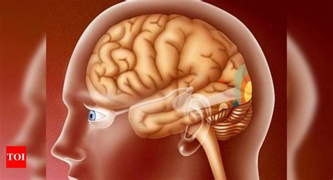 Frontal Cortex In The Brain: When mind power reigns over rain gods ...