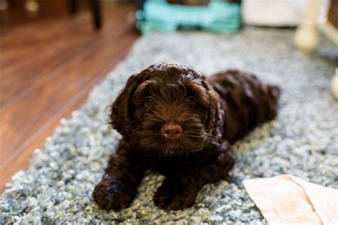 Image result for Chocolate Cockapoo