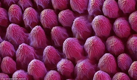 Image result for Flower Pollen Under Microscope