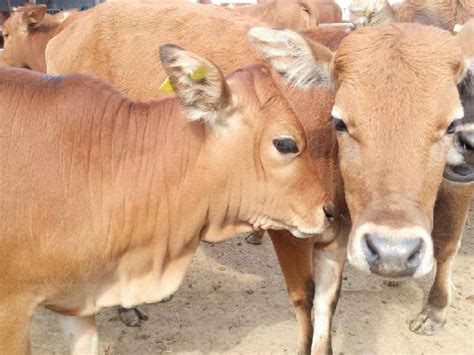 黄梅县石二牛黄梅县人民政府2022已更新今日热点