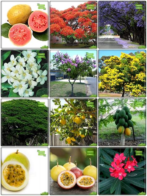 Creative Farmer Garden Seeds Combo Fruit & Tree Seeds : Jacaranda ...