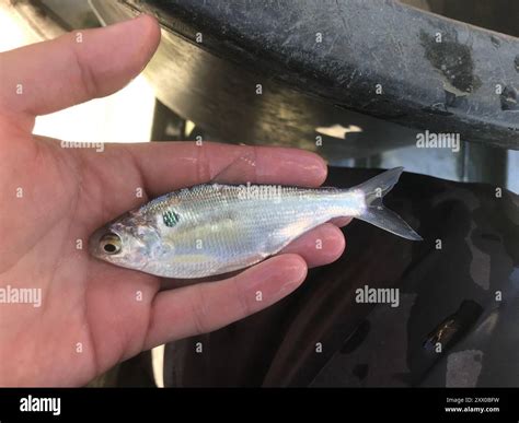 American Gizzard Shad (Dorosoma cepedianum) Actinopterygii Stock Photo ...