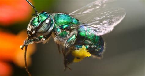 The global decline in insect populations is making it harder to grow food