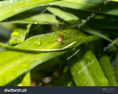 Granddaddy Long Legs