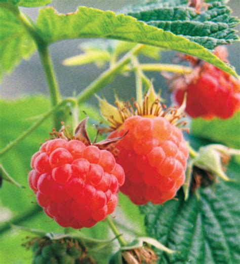 30 Seeds - Red Raspberry Organic Seeds (Rubus idaeus) Non-Gmo Berry ...