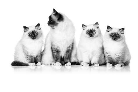 Kitten Development From Birth To Adulthood | Royal Canin IN