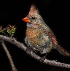 Image result for Scratchboard Examples