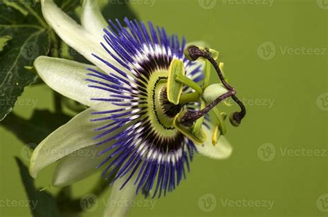 Blue passionflower, flower detail, Pampas forest, Argentina. 26200559 ...