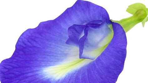 vastu tips benefits of blue aparajita right direction and day to plant ...