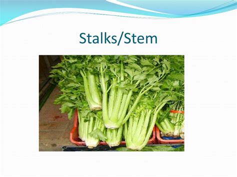 Vegetables Classification 的图像结果