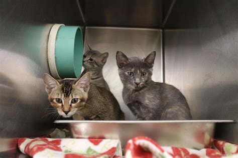 Athens animal shelters see an increase in animal intakes | Arts ...